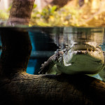 alligator crocodile under wanter free photo