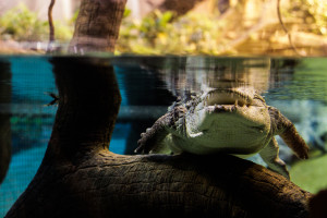 alligator crocodile under wanter free photo